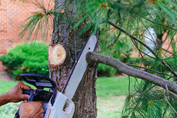 How Our Tree Care Process Works  in Underwood, IA